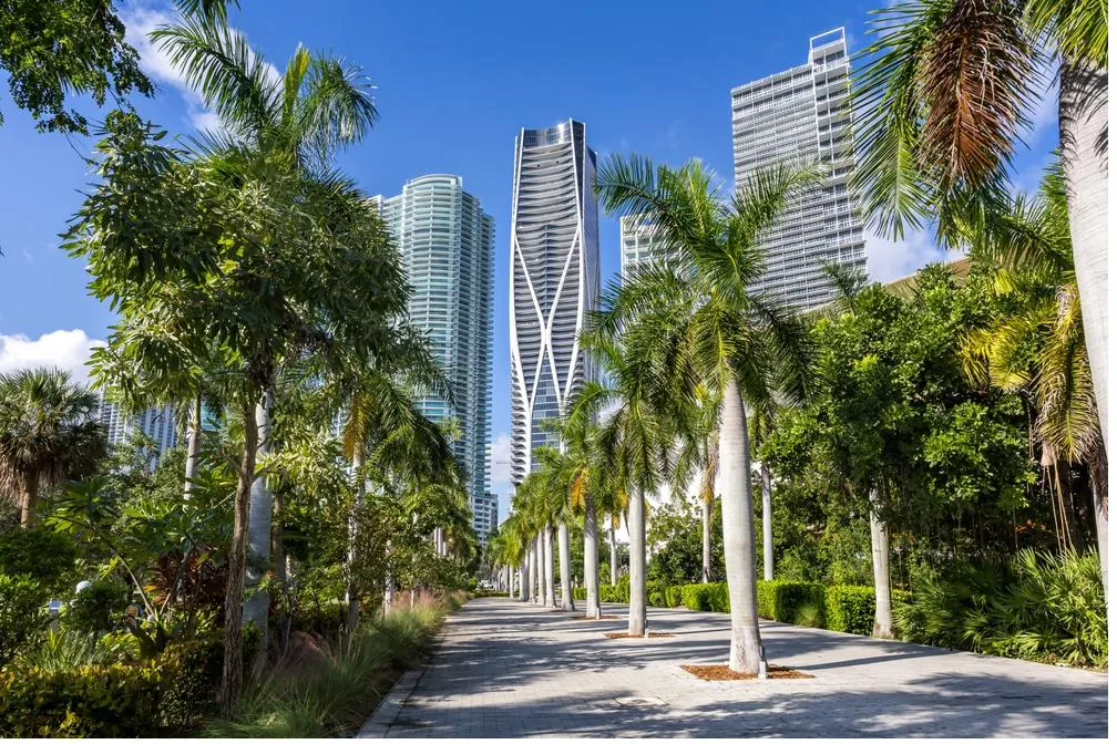 Paseo bordeado de palmeras con torres de Miami al fondo